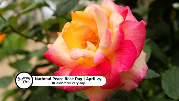 NATIONAL PEACE ROSE DAY  April 29
