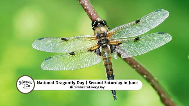 NATIONAL DRAGONFLY DAY  Second Saturday in June