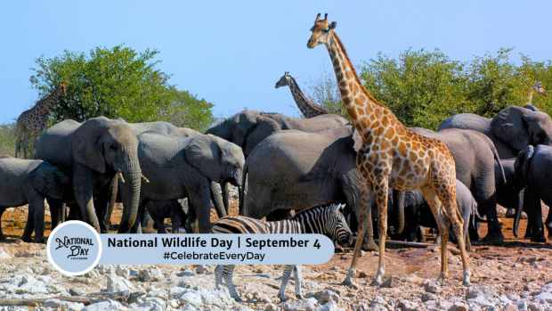 NATIONAL WILDLIFE DAY  September 4