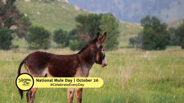 NATIONAL MULE DAY  October 26