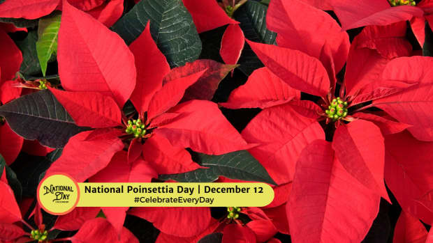 National Poinsettia Day