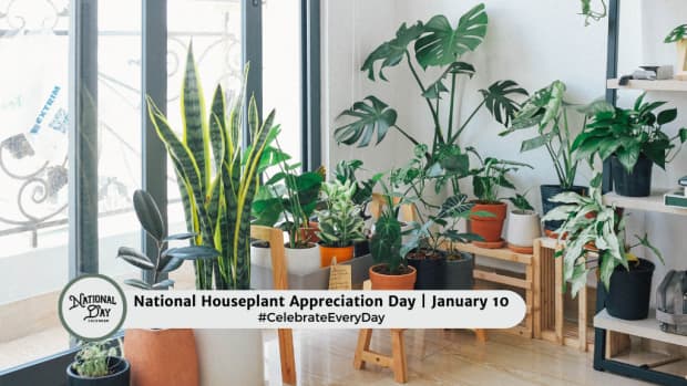 National Houseplant Appreciation Day