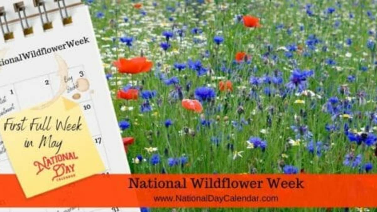 Celebrate National Wildflower Week with these floral essential oils -  Freshskin Beauty