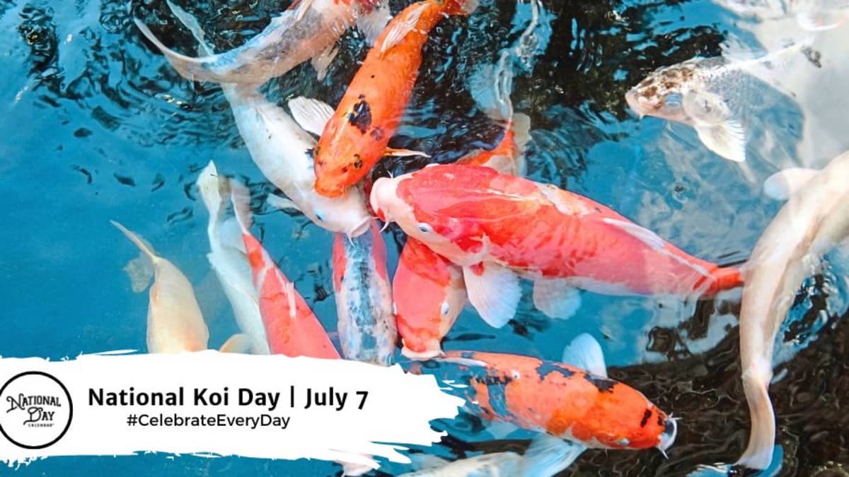 5 Facts About Koi Fish