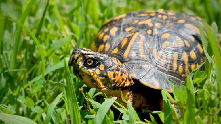 NATIONAL EASTERN BOX TURTLE WEEK | First Full Week in May - National ...