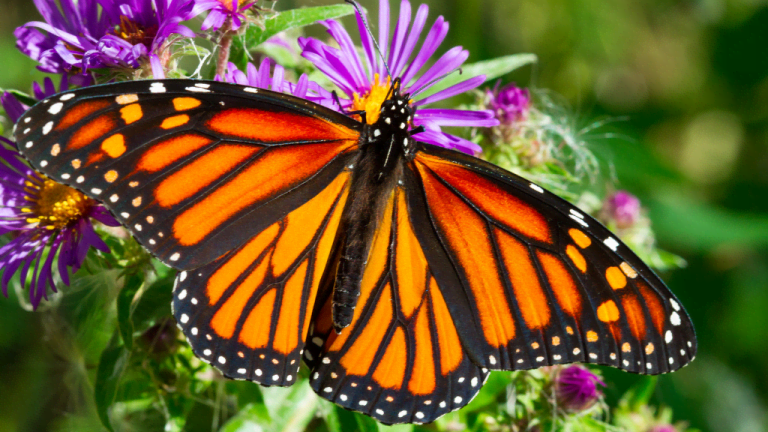 National Start Seeing Monarchs Day May 4 2024 National Day Calendar 8195