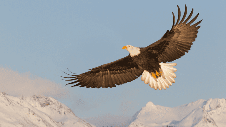 NATIONAL AMERICAN EAGLE DAY | June 20 - National Day Calendar