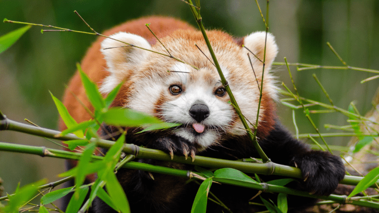 INTERNATIONAL RED PANDA DAY | September 21, 2024 - National Day Calendar