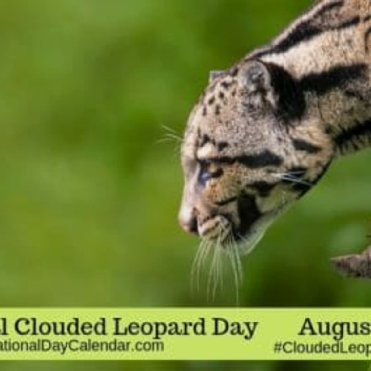 International Leopard Day – European Wilderness Society