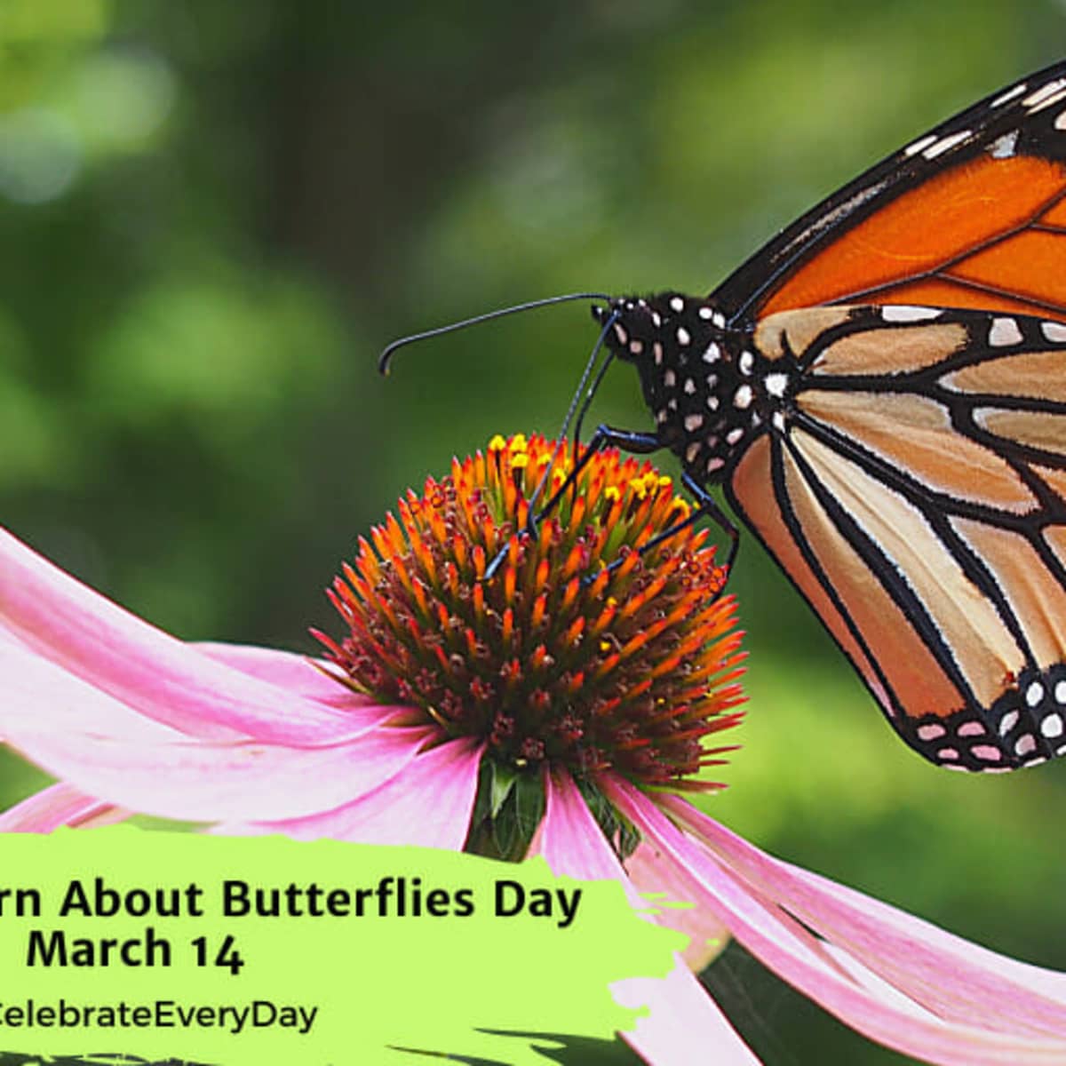 Butterflies Around The Fountain: BLACK AWARENESS DAY - Dia da