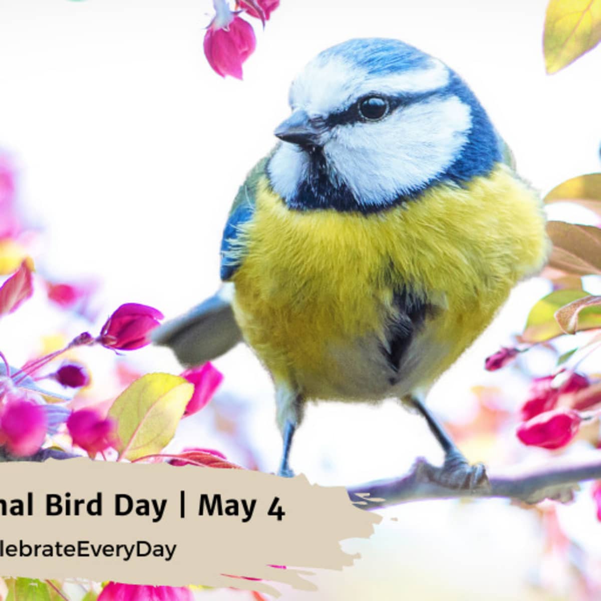 BIRD DAY  May 4 - National Day Calendar