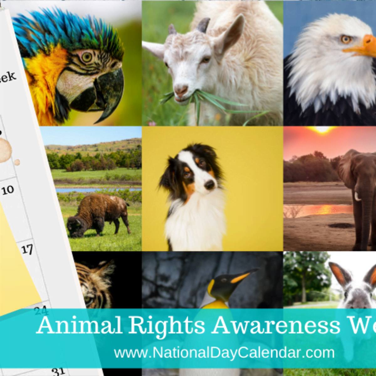 ANIMAL RIGHTS AWARENESS WEEK Third Week in June