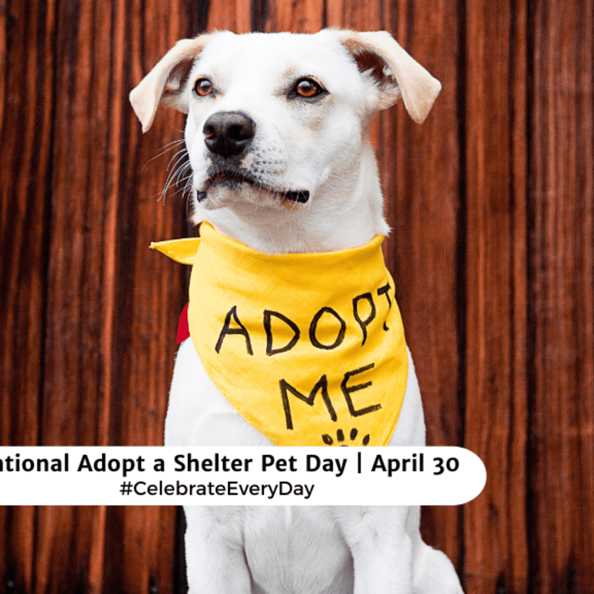 NATIONAL ADOPT A SHELTER PET DAY April 30 National Day