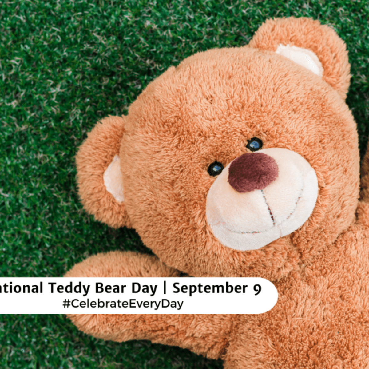 National teddy bear on sale