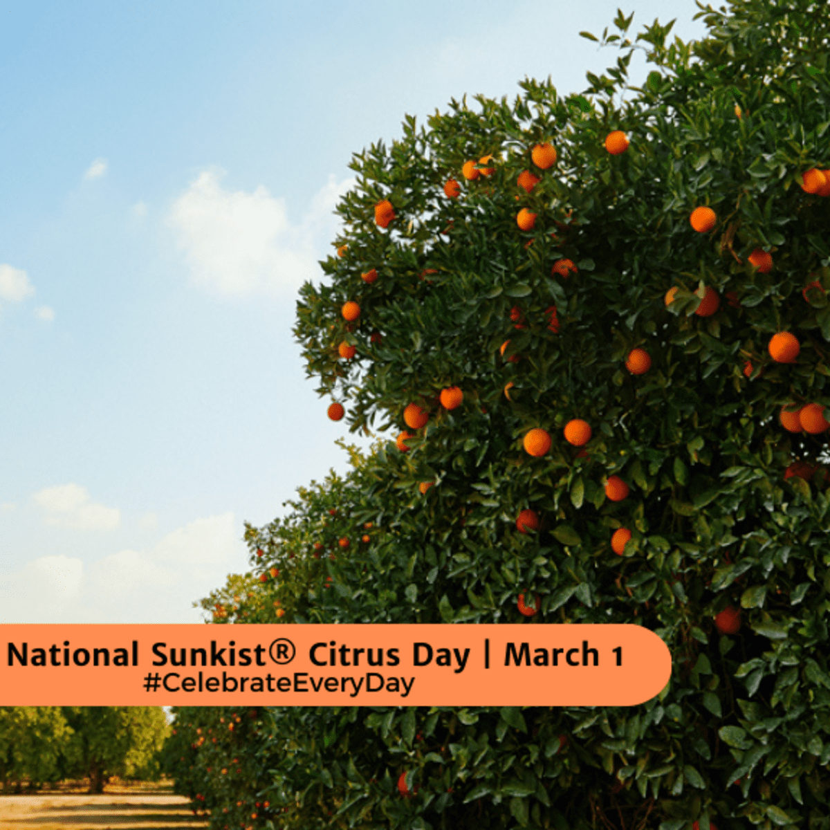 NATIONAL SUNKIST CITRUS DAY | March 1 - National Day Calendar