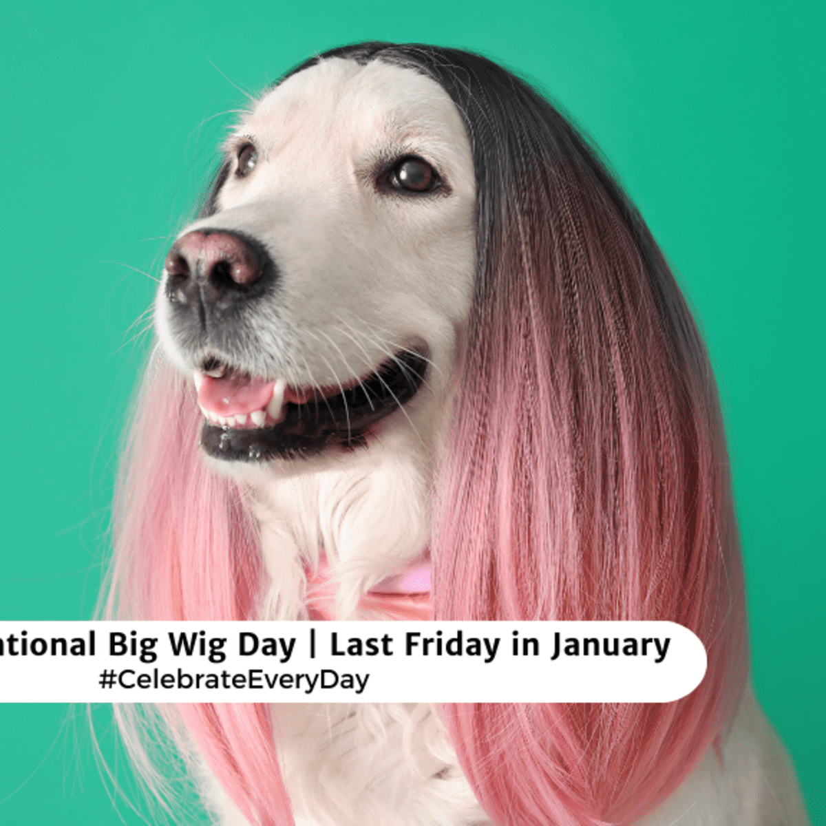 NATIONAL BIG WIG DAY Last Friday in January National Day Calendar