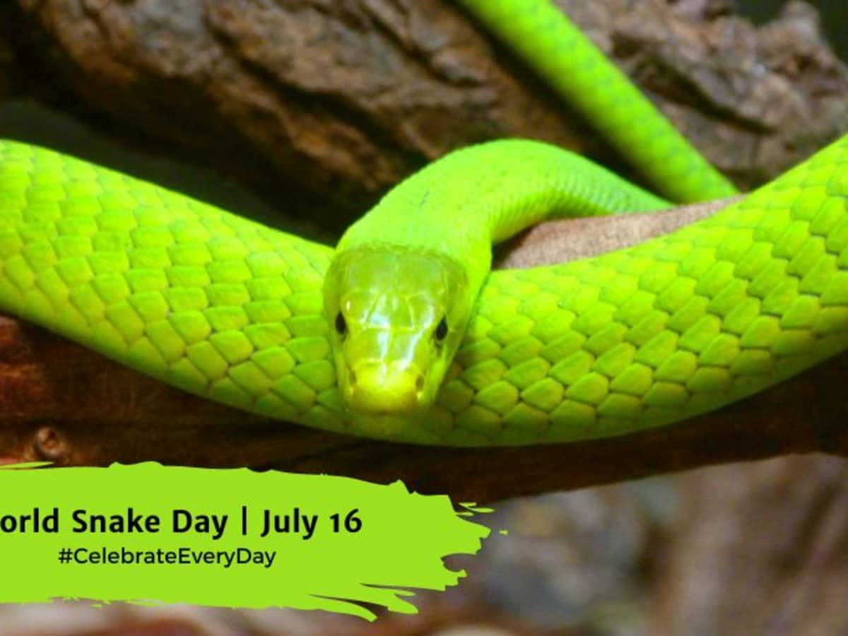 World Snake Day Celebrated July 16 – Los Alamos Reporter