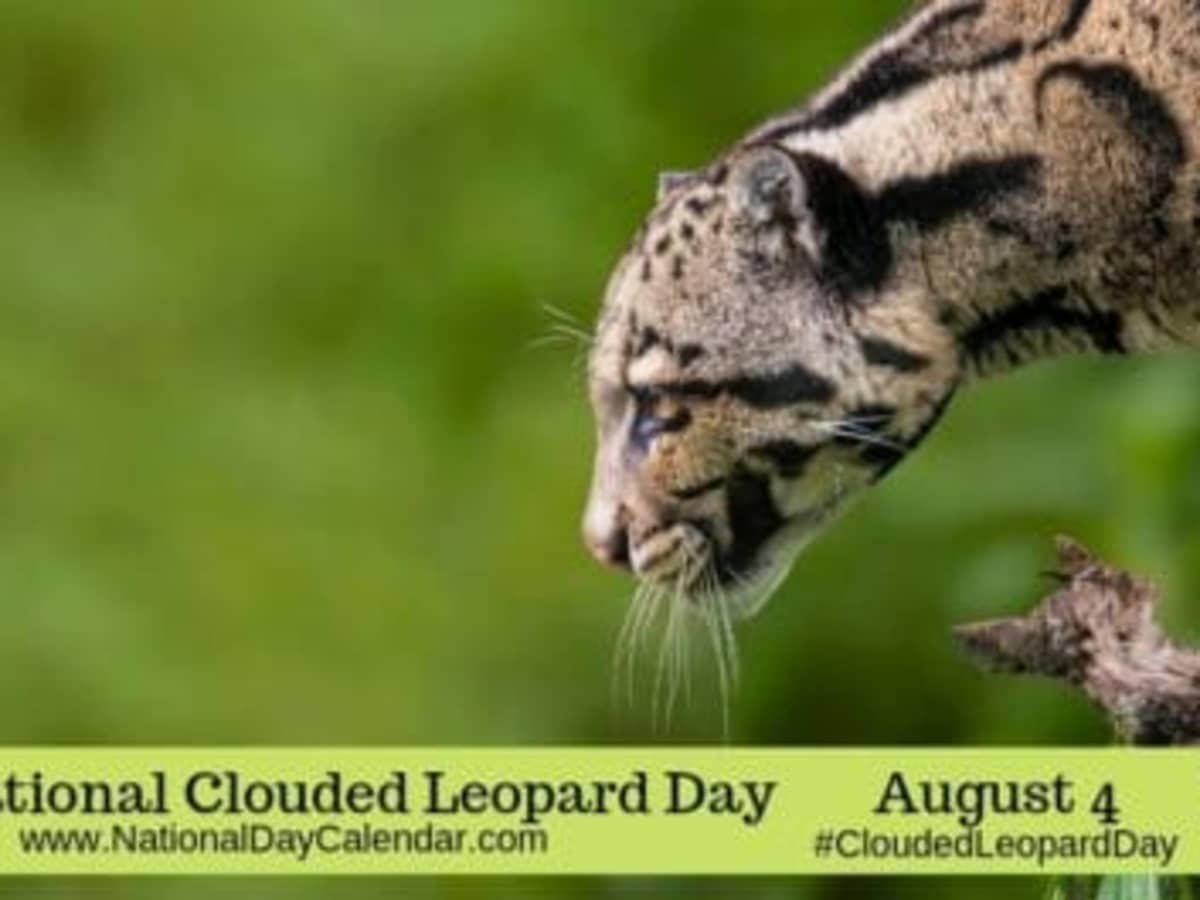 International Leopard Day 2023: Website dedicated to rosette cats launched