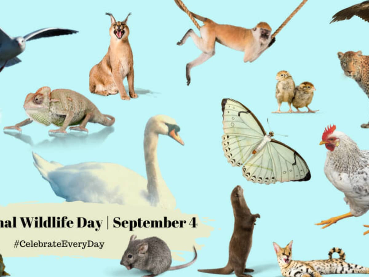 WILDLIFE CONSERVATION DAY - December 4 - National Day Calendar