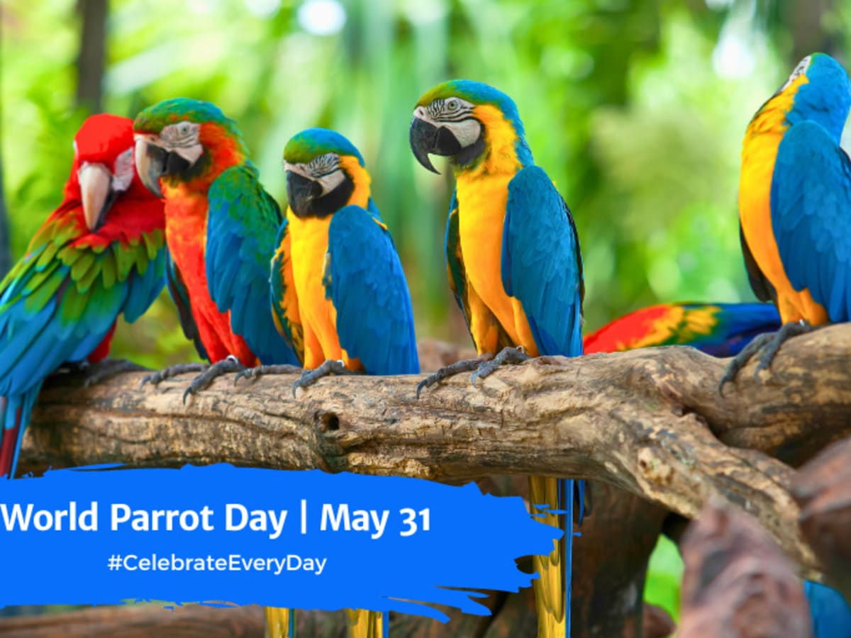 WORLD PARROT DAY - May 31 - National Day Calendar