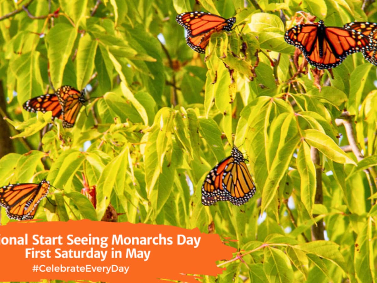 NATIONAL START SEEING MONARCHS DAY  May 4, 2024 - National Day Calendar