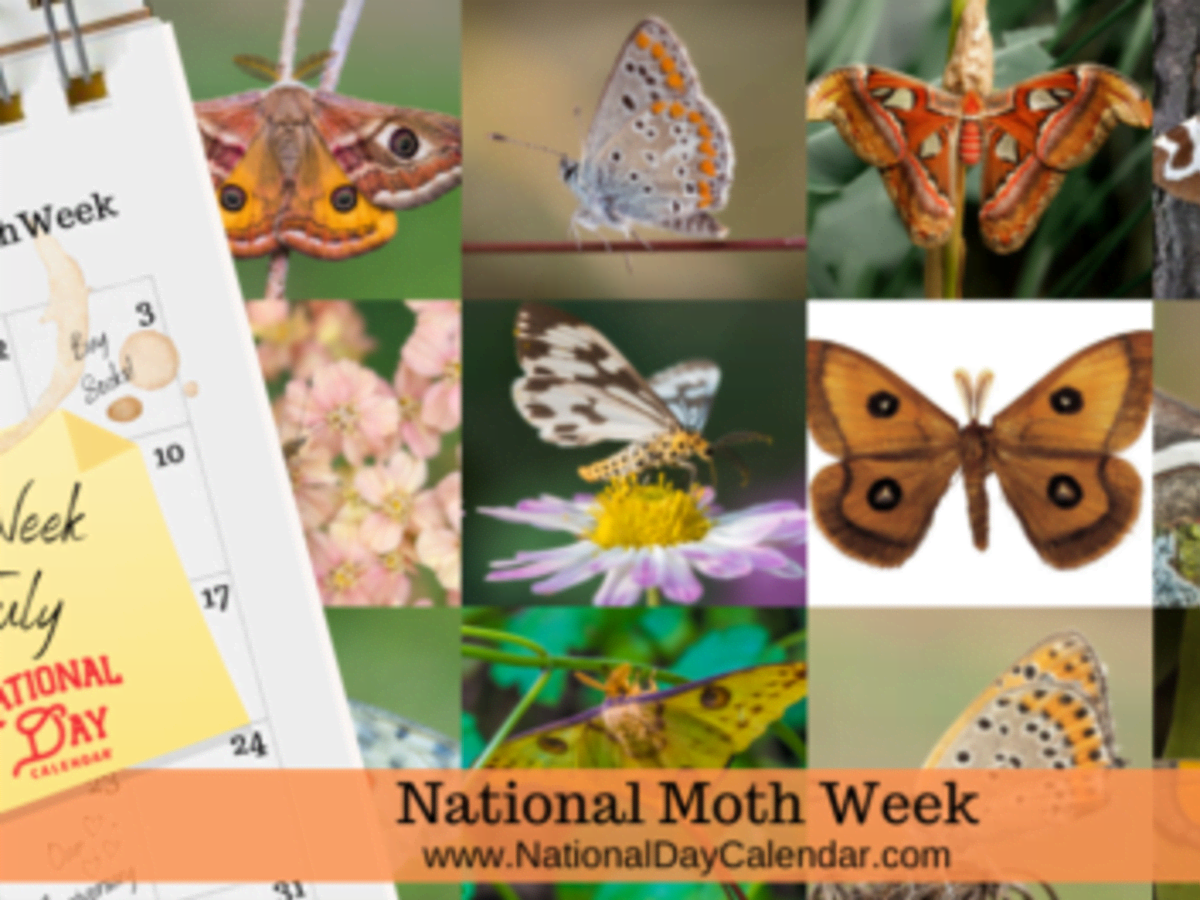 Anne's moth cake – National Moth Week