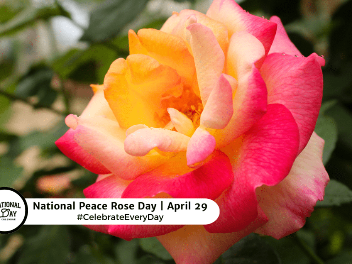 NATIONAL PEACE ROSE DAY - April 29 - National Day Calendar