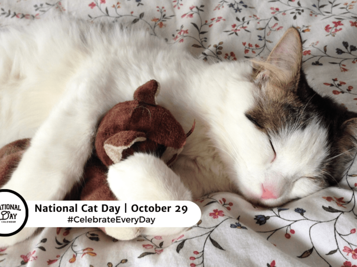 National cat store day