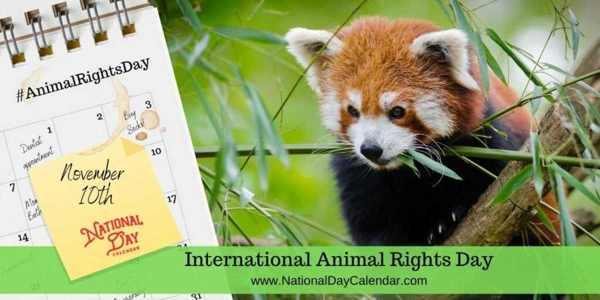 INTERNATIONAL ANIMAL RIGHTS DAY December 10 National Day Calendar