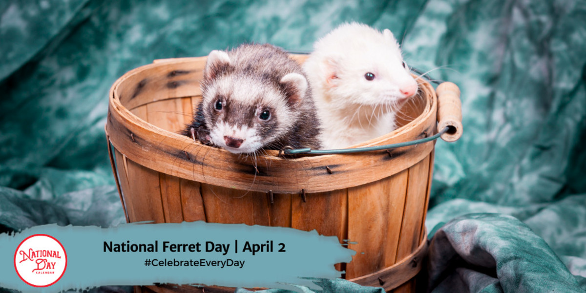 NATIONAL FERRET DAY April 2 National Day Calendar