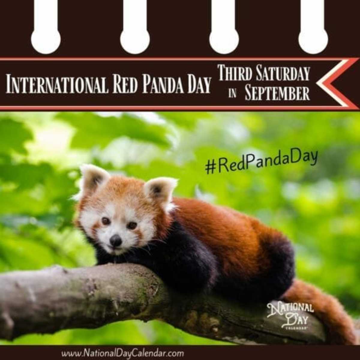 INTERNATIONAL RED PANDA DAY - Third Saturday in September - National ...