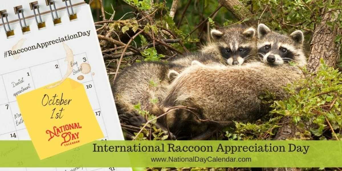 INTERNATIONAL RACCOON APPRECIATION DAY October 1 National Day Calendar