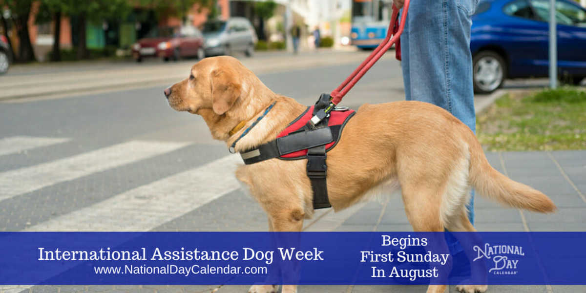 international-assistance-dog-week-begins-the-first-sunday-in-august