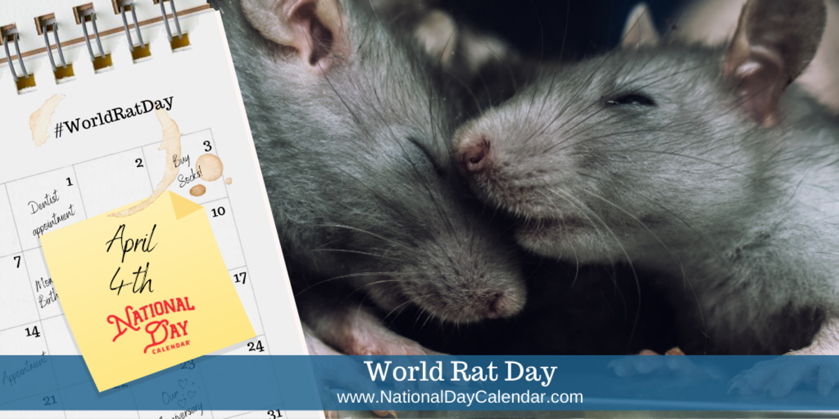 WORLD RAT DAY April 4 National Day Calendar