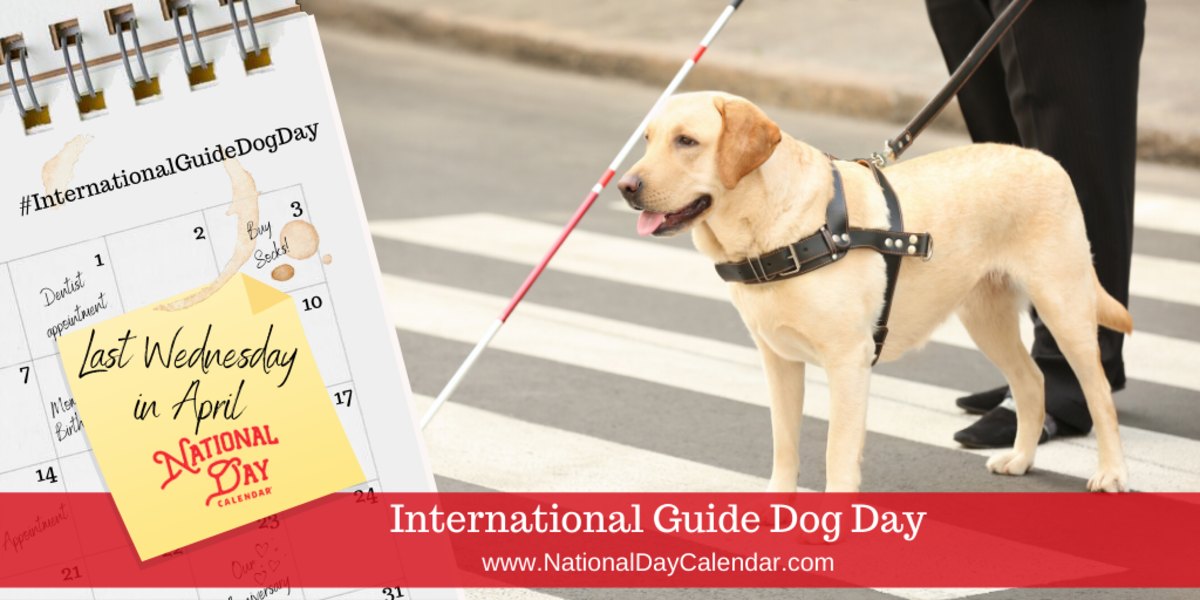 Guide dog hot sale day 2019