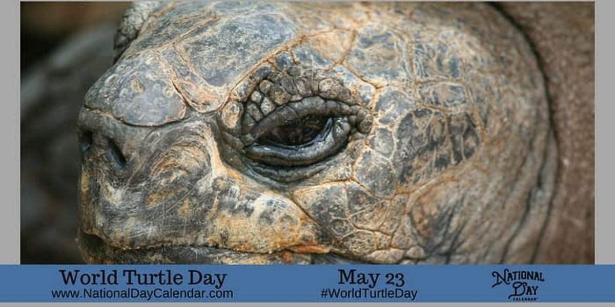 WORLD TURTLE DAY - MAY 23 - National Day Calendar