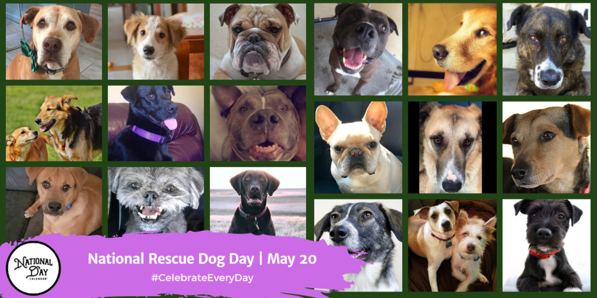 NATIONAL RESCUE DOG DAY May 20 National Day Calendar