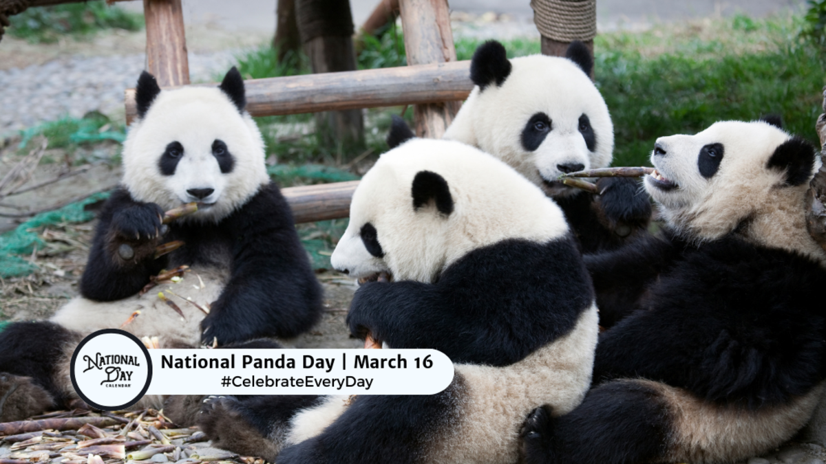 NATIONAL PANDA DAY March 16 National Day Calendar