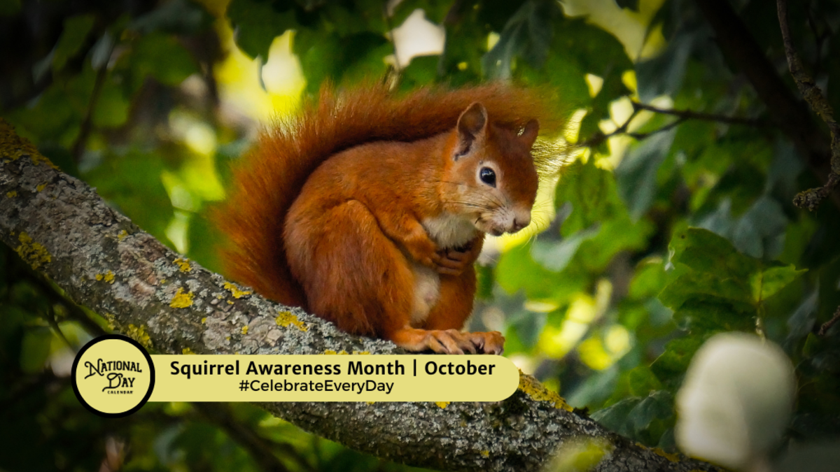 SQUIRREL AWARENESS MONTH October National Day Calendar