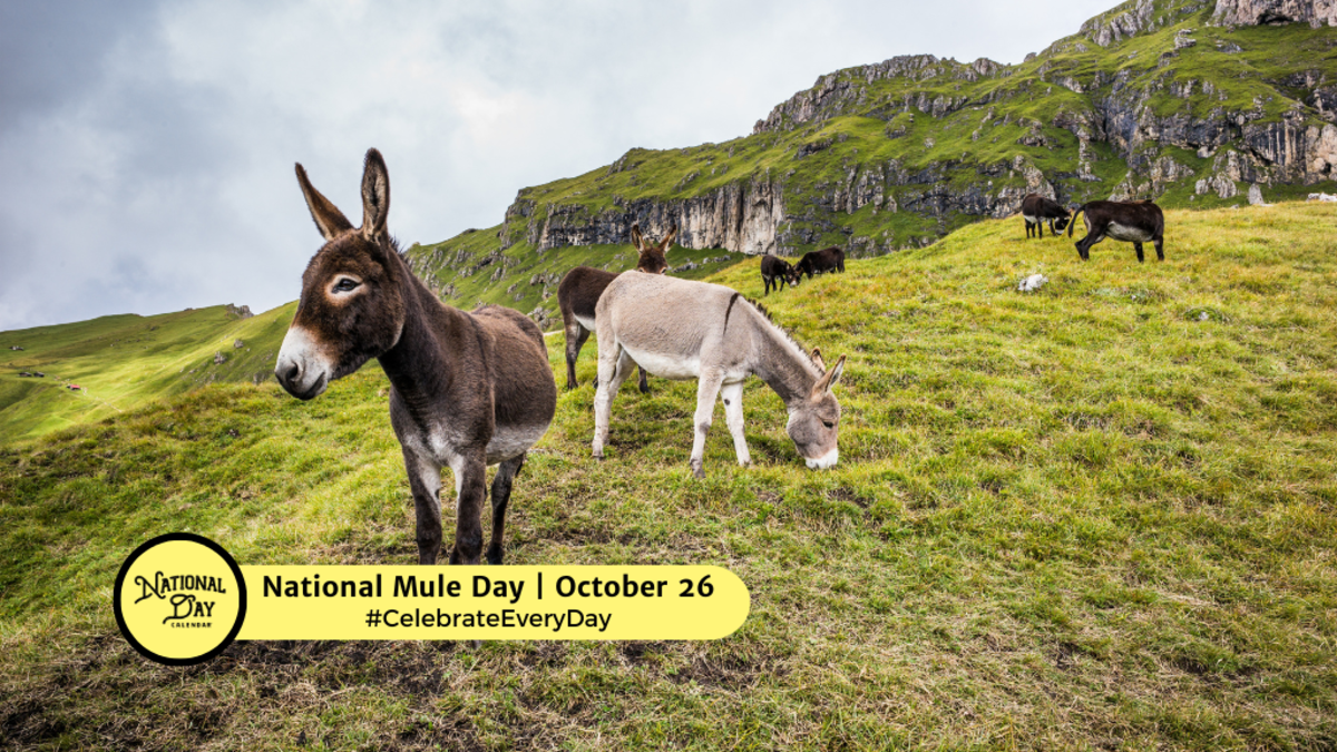 NATIONAL MULE DAY October 26 National Day Calendar