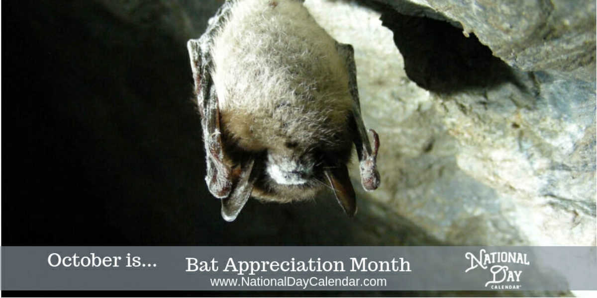 Bat Appreciation Month - October
