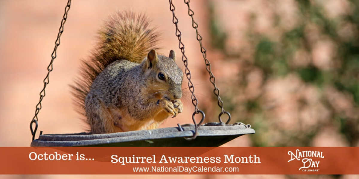 Squirrel Awareness Month - October