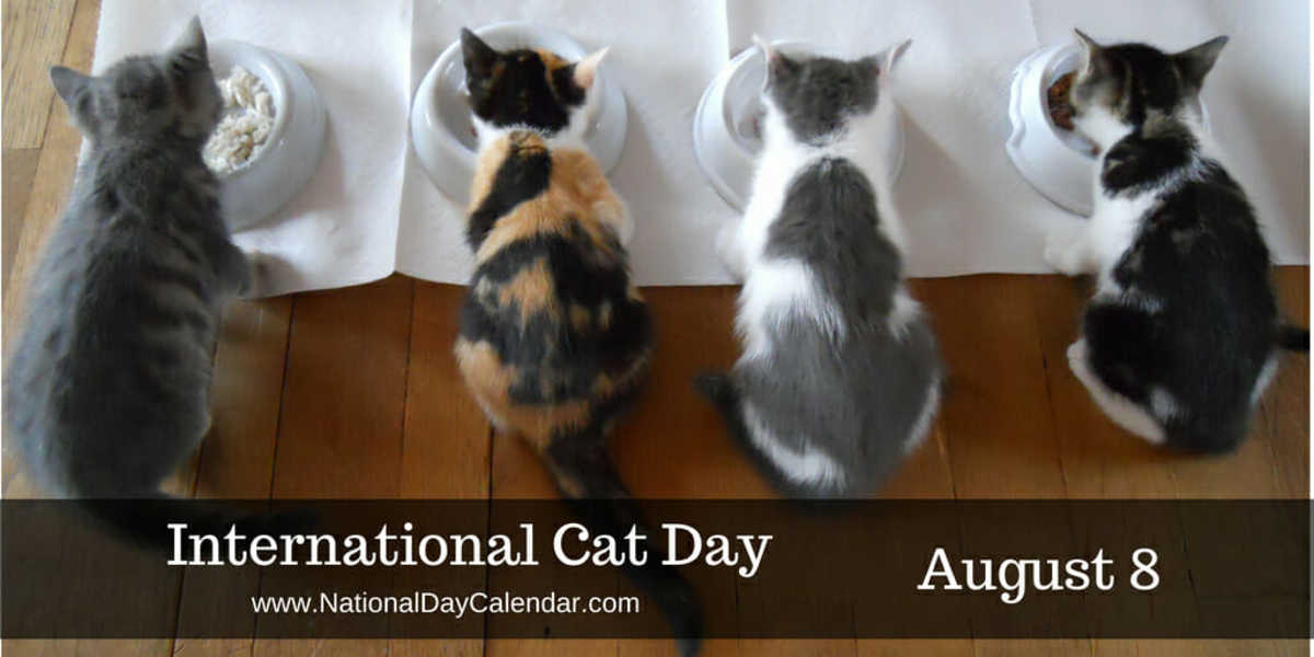 International Cat Day - August 8