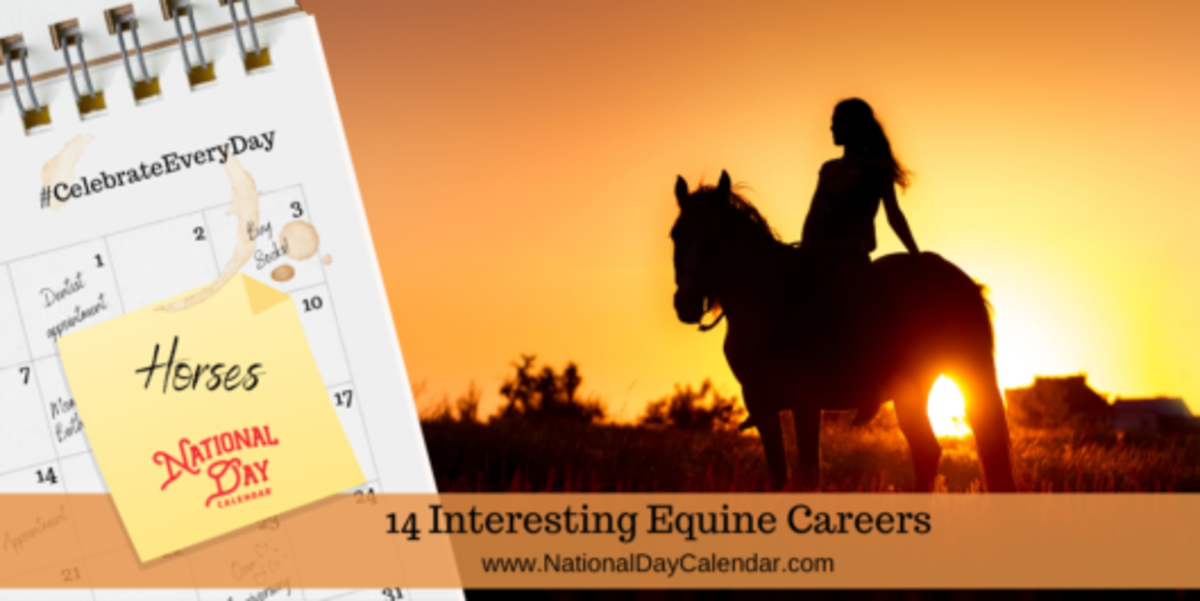 14 Interesting Equine Careers