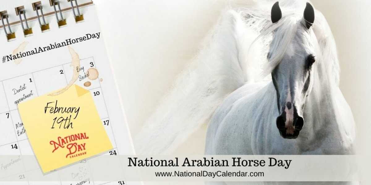 National Arabian Horse Day - February 19
