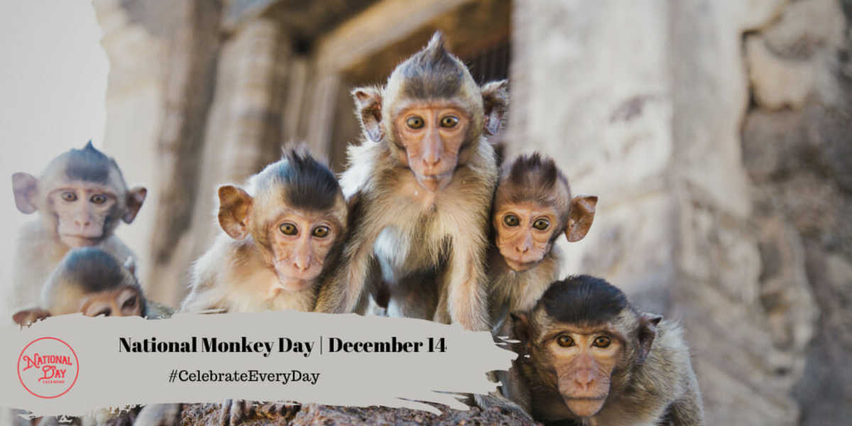 National Monkey Day | December 14