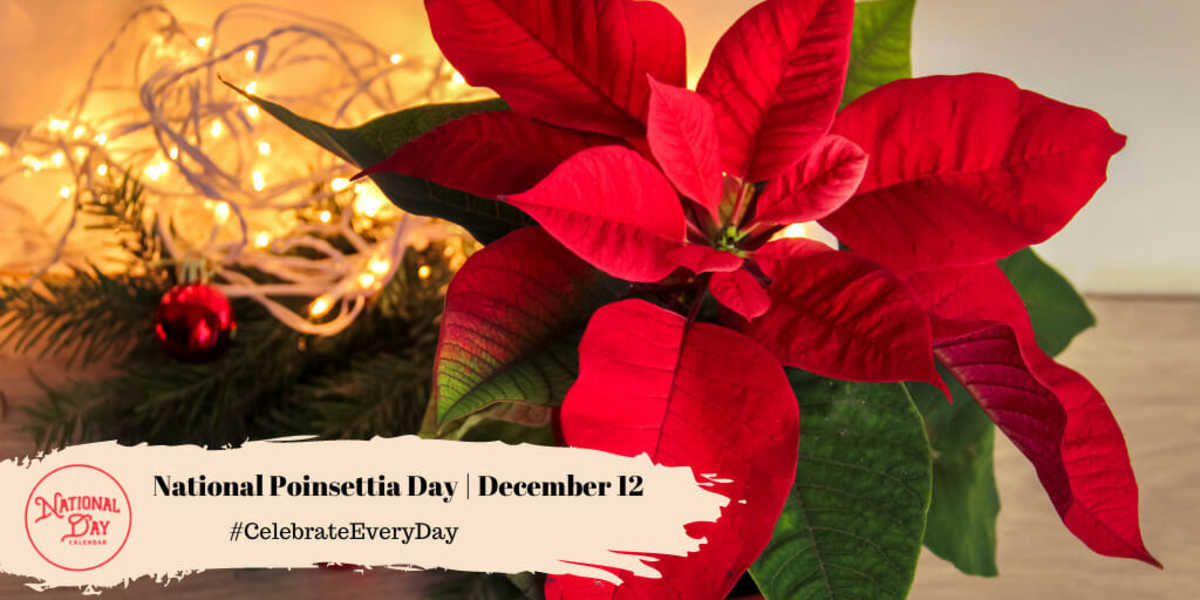 National Poinsettia Day | December 12