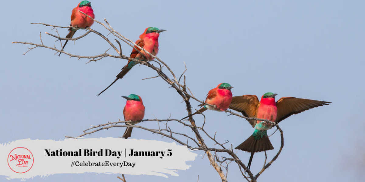 NATIONAL BIRD DAY - January 5 - National Day Calendar