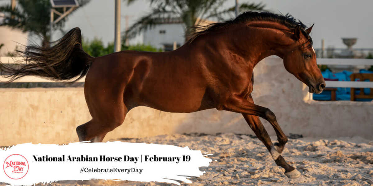 National Arabian Horse Day | February 19