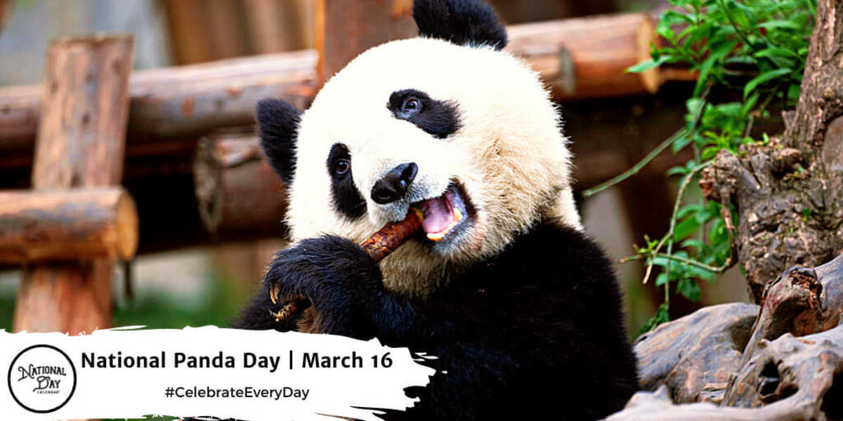 National Panda Day | March 16